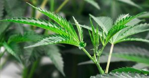 Lee más sobre el artículo El consumo de cannabis en la adolescencia aumenta el riesgo de depresión en adultos jóvenes