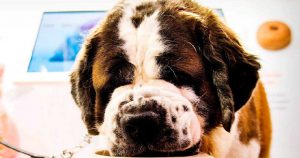 Lee más sobre el artículo El cáncer canino que se extendió por el mundo en barco
