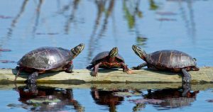Lee más sobre el artículo El cambio climático empuja a las tortugas pintadas a la extinción por la escasez de machos