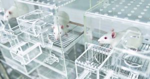 Lee más sobre el artículo Las investigaciones científicas prefieren animales machos al considerar a las hembras más cambiantes