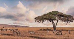 Lee más sobre el artículo Las rayas de las cebras ayudan a regular la temperatura corporal
