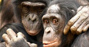Lee más sobre el artículo El 60% de las especies de primates están en riesgo de extinción
