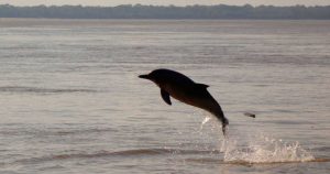 Lee más sobre el artículo Los ríos y los lagos se quedan sin sus animales más grandes