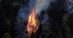 Lee más sobre el artículo Se declara un incendio forestal en Gran Canaria, que obliga a evacuar la localidad de Tejeda