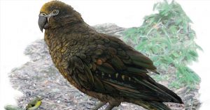 Lee más sobre el artículo Hallan un loro gigante que vivió hace 19 millones de años en Nueva Zelanda