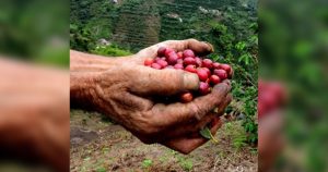 Lee más sobre el artículo Gobernación invertirá $654 millones para aumentar productividad de caficultores