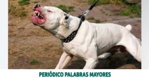 Lee más sobre el artículo Cárcel para hombre señalado de herir a dos personas con perros peligrosos