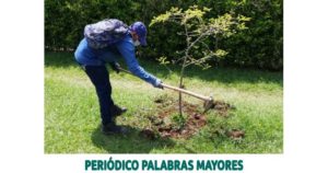 Lee más sobre el artículo PEREIRA CONTINÚA EN SU PROPÓSITO DE PROTEGER LOS ÁRBOLES DE LA CAPITAL DEL EJE