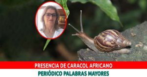 Lee más sobre el artículo Denuncian presencia de caracol africano en Dosquebradas