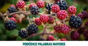 Lee más sobre el artículo Moricultores de Risaralda fortalecen su proceso comercial para la venta de mora ultracongelada