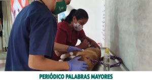 Lee más sobre el artículo EN PEREIRA: AVANZA CON EL PROGRAMA DE SISBÉN PARA PERROS Y GATOS