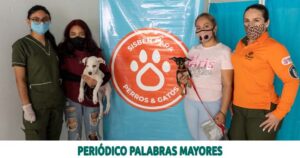 Lee más sobre el artículo MÁS ANIMALES ASEGURAN SU BIENESTAR GRACIAS AL PROGRAMA DE SISBÉN PARA PERROS Y GATOS