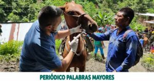 Lee más sobre el artículo La jornada de atención veterinaria también llegó a Río Mistrató