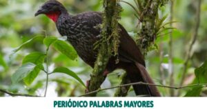 Lee más sobre el artículo PAVA CAUCANA, AVE EMBLEMÁTICA DE PEREIRA