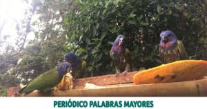 Lee más sobre el artículo En el área protegida Barbas Bremen vuelan hoy nuevamente 25 loros cabeciazul recuperados por la CARDER