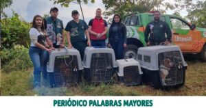 Lee más sobre el artículo EN OPERATIVO CONJUNTO, CUATRO PERROS Y UN GATO ABANDONADOS EN COMBIA ALTA FUERON RESCATADOS