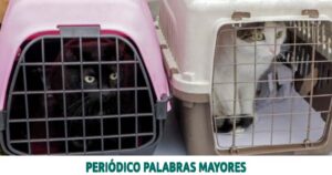 Lee más sobre el artículo RECOMENDACIONES PARA VIAJAR CON SUS MASCOTAS EN VEHÍCULOS DE SERVICIO PÚBLICO