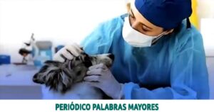 Lee más sobre el artículo Fiscalía judicializa a hombre que se habría hecho pasar como veterinario para realizar procedimientos quirúrgicos a animales