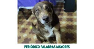 Lee más sobre el artículo Cárcel para dos hombres que habrían asesinado a un perro durante un asalto