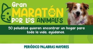 Lee más sobre el artículo GOBIERNO DE PEREIRA INVITA A TODOS LOS CIUDADANOS A ASISTIR CON SUS MASCOTAS A LA GRAN MARATÓN POR LOS ANIMALES