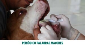 Lee más sobre el artículo Fiscalía imputa a hombre que habría realizado procedimiento de esterilización a su animal de compañía sin ser médico