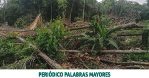 Lee más sobre el artículo Condenado por aprovechamiento ilícito de recursos naturales renovables