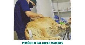 Lee más sobre el artículo Judicializado hombre que habría atacado con unas tijeras de podar a un perro
