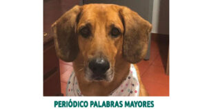 Lee más sobre el artículo Judicializado hombre que habría realizado procedimiento médico a un animal sin ser veterinario
