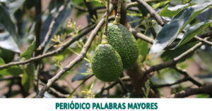 Lee más sobre el artículo DOSQUEBRADAS LE APUESTA A LA PRODUCCIÓN LIMPIA DE AGUACATE