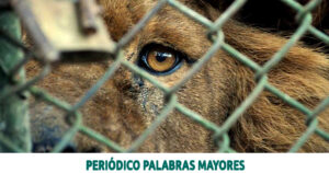 Lee más sobre el artículo Fiscalía ha obtenido más de 200 condenas por maltrato animal en los últimos cuatro años