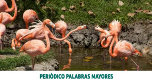 Lee más sobre el artículo Sigue creciendo la familia del Bioparque Ukumarì con la llegada de un grupo de flamencos