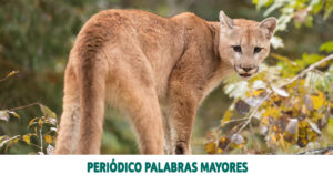 Lee más sobre el artículo Fiscalía esclarece la muerte de un puma concolor