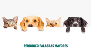 Lee más sobre el artículo Quienes tengan mascotas tendrán que tomar curso de formación obligatorio