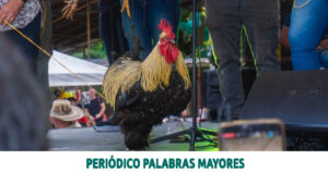 Lee más sobre el artículo FERIA Y CONCURSO MUNDIAL DEL GALLO Y LA GALLINA ORNAMENTAL EN LA FLORIDA, PEREIRA, TODO UN ÉXITO