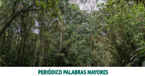 Lee más sobre el artículo Estas son las especies vegetales vedadas en Risaralda, que la CARDER prioriza para garantizar su protección