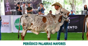 Lee más sobre el artículo Infider, una entidad que apoya las expresiones multiculturales y deportivas en Risaralda