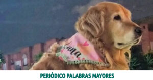 Lee más sobre el artículo Judicializado hombre señalado de cometer actos sexuales con una canina