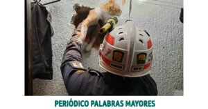 Lee más sobre el artículo Bomberos de Pereira rescataron a gato atrapado en una pared