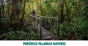 Lee más sobre el artículo CARDER conmemora el Día Internacional de los Bosques Tropicales, reafirmando su compromiso con la protección de los ecosistemas en Risaralda