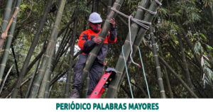 Lee más sobre el artículo Alcaldía de Dosquebradas interviene árboles y guaduales del sector de Maracay