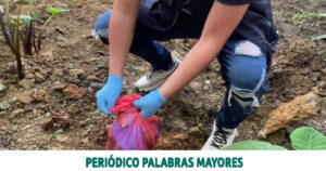 Lee más sobre el artículo Dosquebradas avanza en el control de caracol africano con 200 kilos recolectados