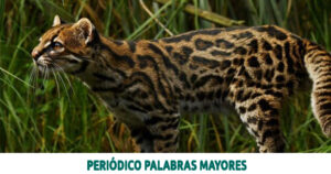 Lee más sobre el artículo ¿Sabías que el Tigrillo Andino, presente en Risaralda, está en peligro de extinción?