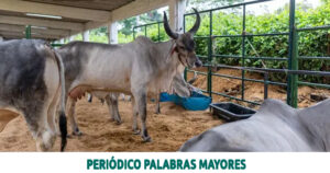 Lee más sobre el artículo Colombia abre puerta a exportación de material genético bovino hacia Panamá desde Risaralda