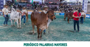 Lee más sobre el artículo Feria Nacional Cebú 2025 rompe récord histórico de ejemplares en pista durante su versión 78 en Risaralda