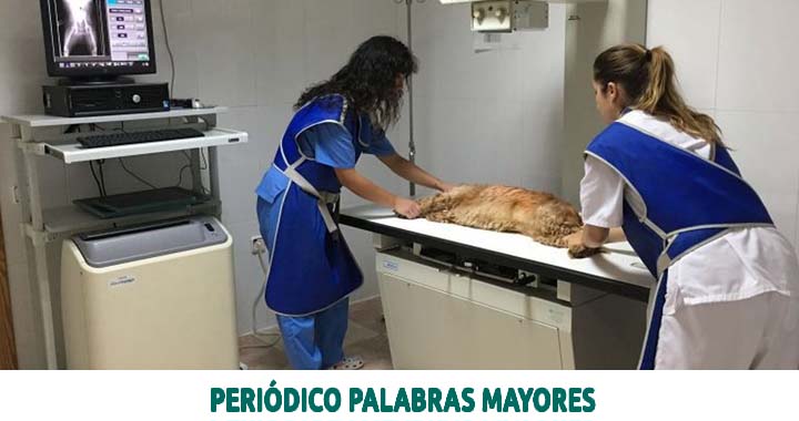 Lee más sobre el artículo Dosquebradas capacita gremio veterinario en radiología