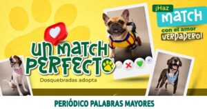Lee más sobre el artículo Dosquebradas tiene 30 animales rescatados para adopción