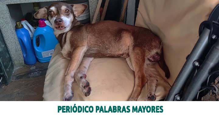 Lee más sobre el artículo Dosquebradas activa ruta judicial tras grave caso de presunto maltrato animal