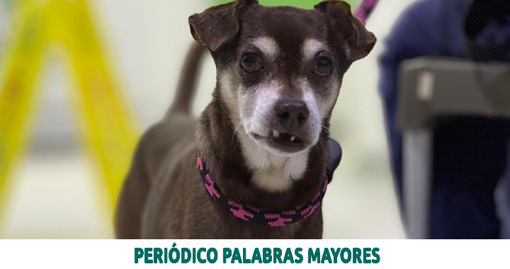 Lee más sobre el artículo Autoridades de Dosquebradas sancionan con $14 millones a la maltratadora del canino Chocolate